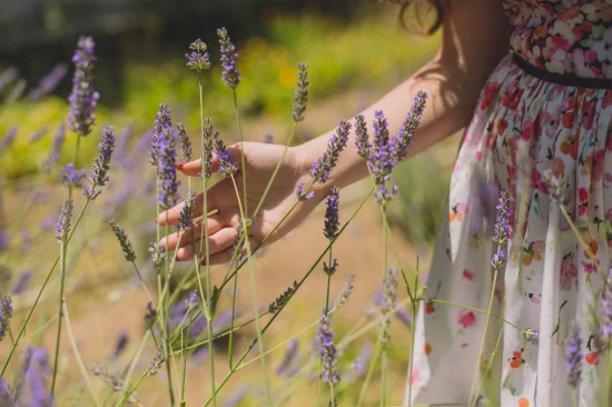 Fabricante de aceites de aromaterapia con extracto de plantas 100 % naturales, aceite esencial de lavanda inglés orgánico a granel 100 % puro para el cuidado de la piel de grado terapéutico, muestra gratis